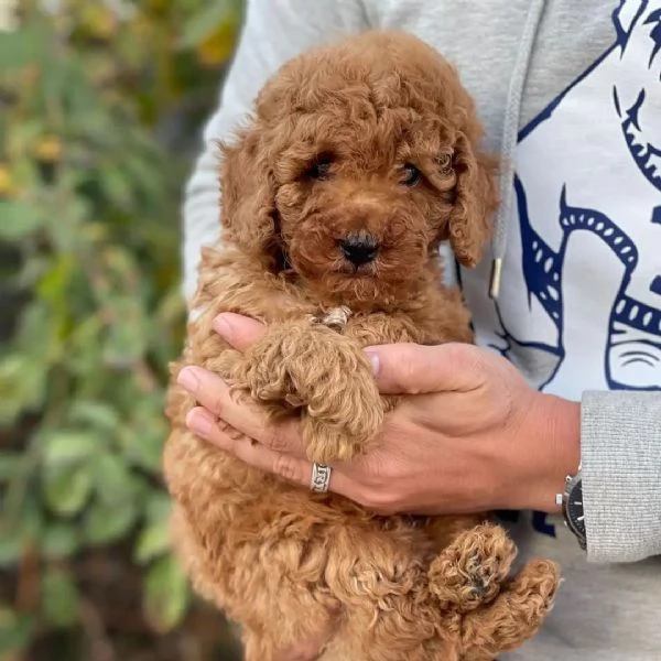 Cucciolo di Barboncino Toy
