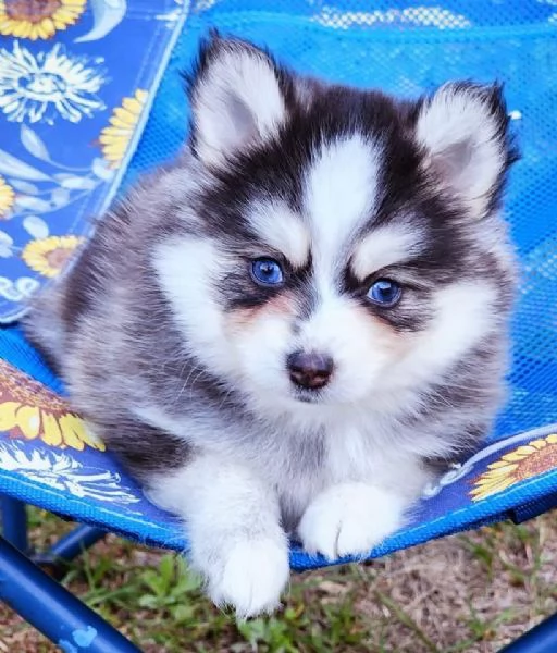 Cucciolo di Pomsky disponibile per ladozione