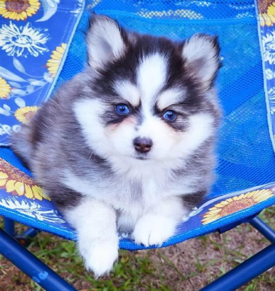 Cucciolo di Pomsky disponibile per ladozione | Foto 1