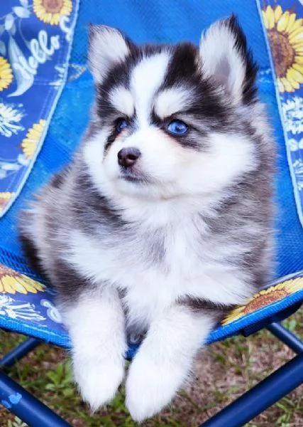 Cucciolo di Pomsky disponibile per ladozione | Foto 0
