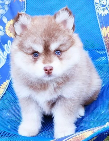 Cucciolo di Pomsky disponibile per ladozione