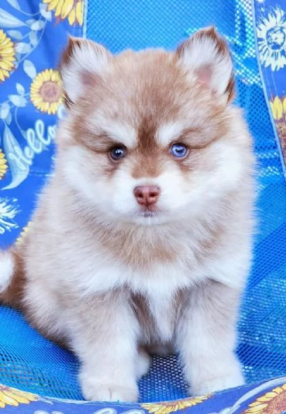 Cucciolo di Pomsky disponibile per ladozione | Foto 1