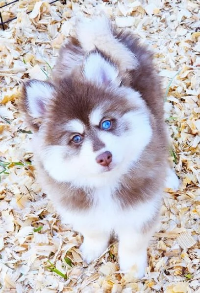 Cucciolo di Pomsky disponibile per ladozione
