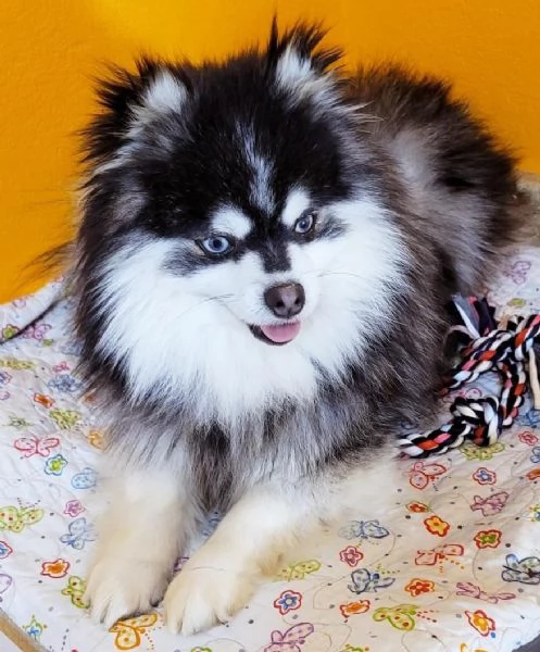 Cucciolo di Pomsky disponibile per ladozione