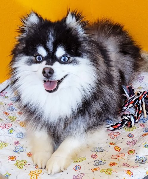 Cucciolo di Pomsky disponibile per ladozione | Foto 1