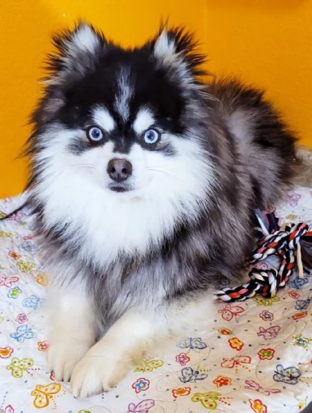 Cucciolo di Pomsky disponibile per ladozione | Foto 0