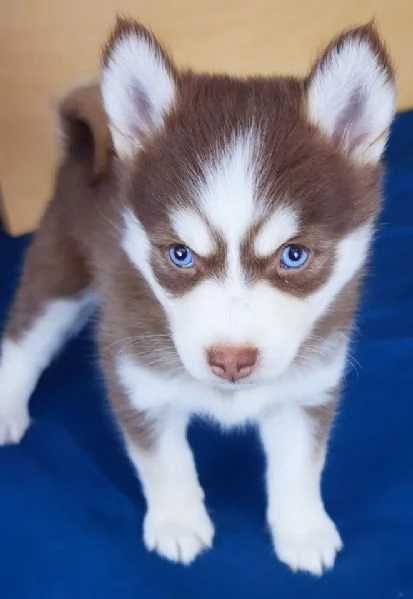 Cucciolo di Pomsky disponibile per ladozione