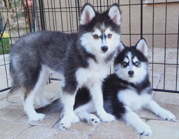 Cucciolo di Pomsky disponibile per ladozione