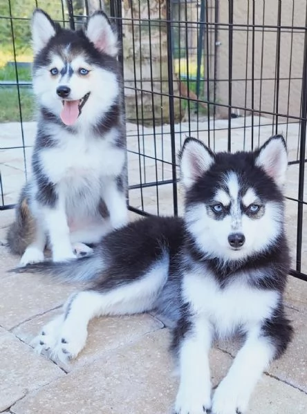 Cucciolo di Pomsky disponibile per ladozione | Foto 2
