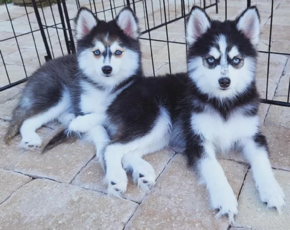 Cucciolo di Pomsky disponibile per ladozione | Foto 1