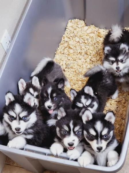 Cucciolo di Pomsky disponibile per ladozione | Foto 0