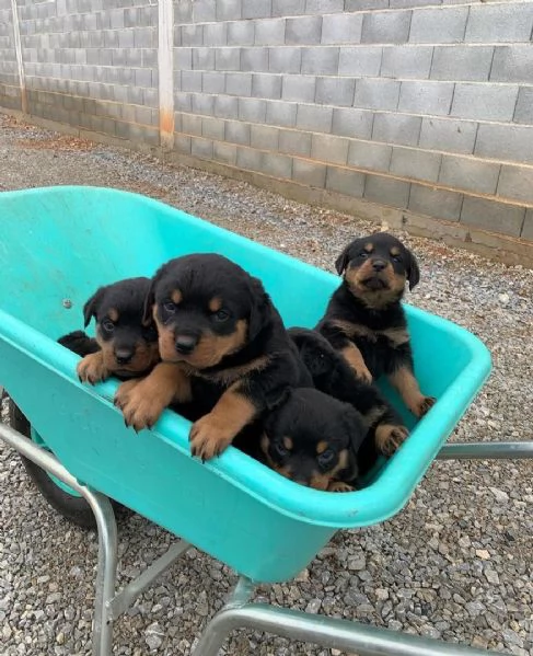 CUCCIOLI DI ROTTWEILER CRESCIUTI CON AMORE in adozione