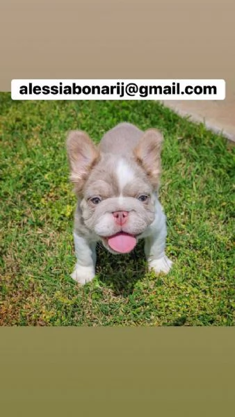 Cucciolo di bulldog francese disponibile per ladozione