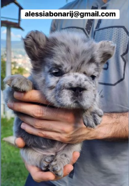 Cucciolo di bulldog francese disponibile per ladozione | Foto 6