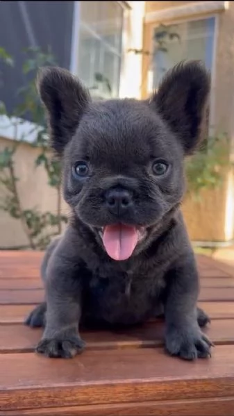 Cucciolo di bulldog francese disponibile per ladozione | Foto 5