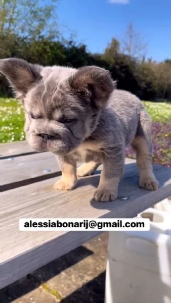 Cucciolo di bulldog francese disponibile per ladozione | Foto 4