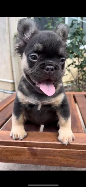 Cucciolo di bulldog francese disponibile per ladozione | Foto 3