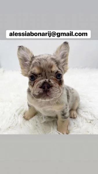 Cucciolo di bulldog francese disponibile per ladozione | Foto 2