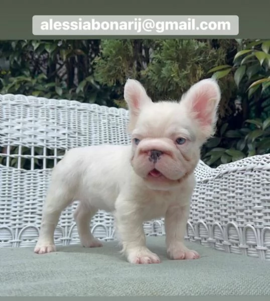 Cucciolo di bulldog francese disponibile per ladozione | Foto 1