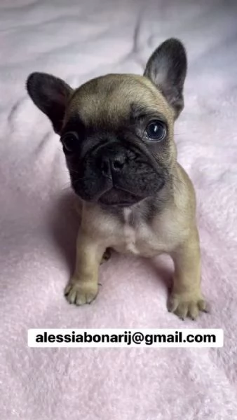 Cucciolo di bulldog francese disponibile per ladozione | Foto 0