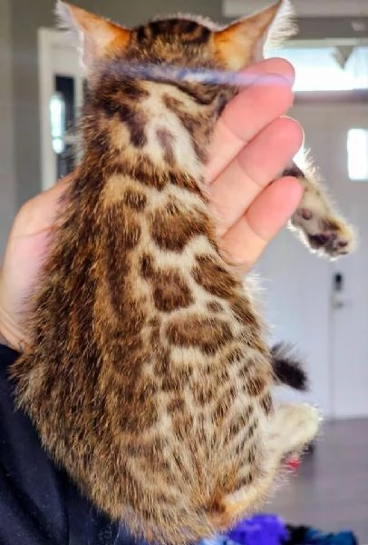 Gatto del Bengala disponibile per ladozione | Foto 4