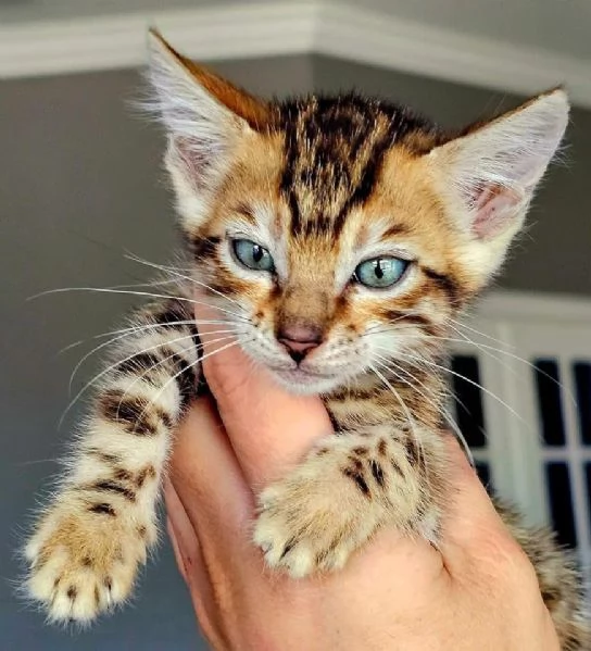 Gatto del Bengala disponibile per ladozione