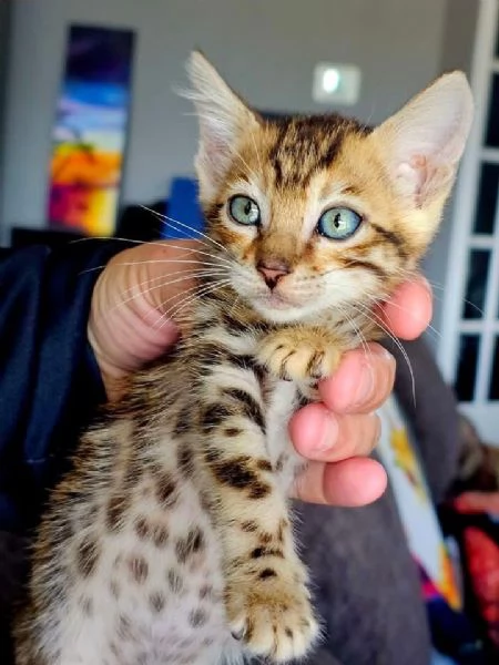 Gatto del Bengala disponibile per ladozione | Foto 3