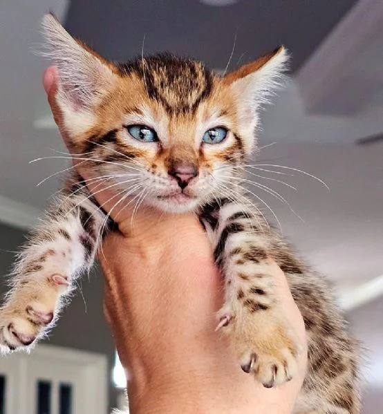 Gatto del Bengala disponibile per ladozione | Foto 2