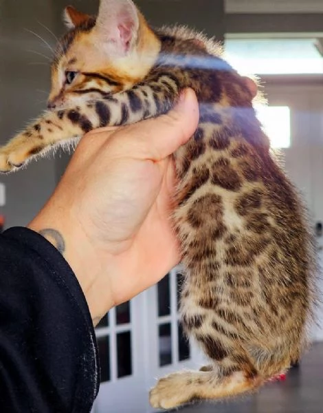 Gatto del Bengala disponibile per ladozione | Foto 1