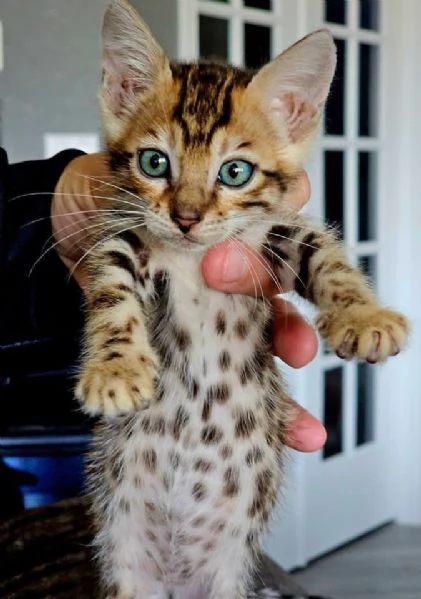 Gatto del Bengala disponibile per ladozione | Foto 0