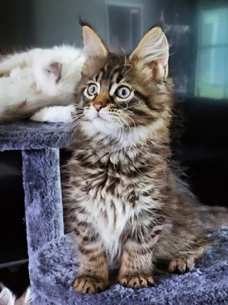 Gattini Maine Coon disponibili per ladozione | Foto 3