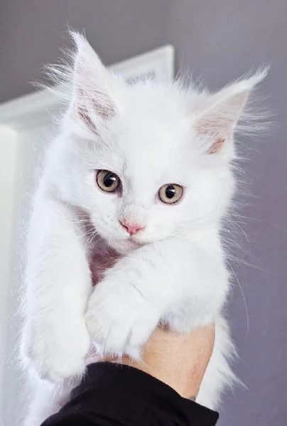 Gattini Maine Coon disponibili per ladozione | Foto 2