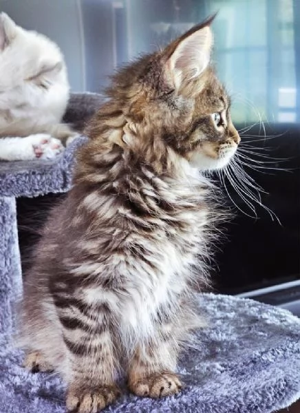 Gattini Maine Coon disponibili per ladozione | Foto 1