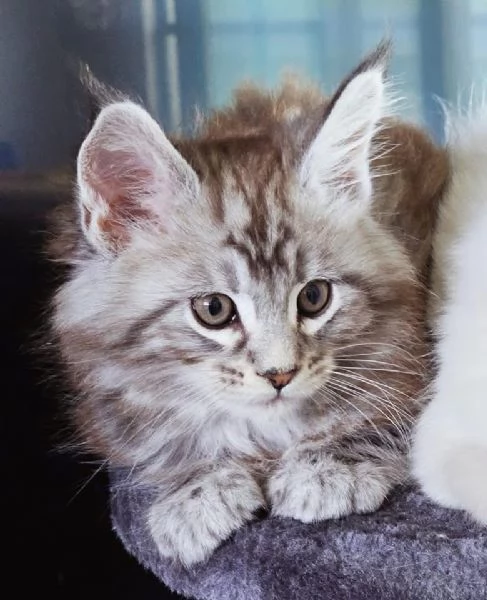 Gattini Maine Coon disponibili per ladozione | Foto 0