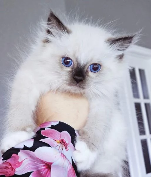 Gatto Ragdoll disponibile per ladozione
