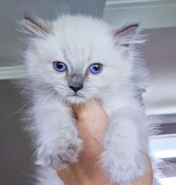 Gatto Ragdoll disponibile per ladozione | Foto 0