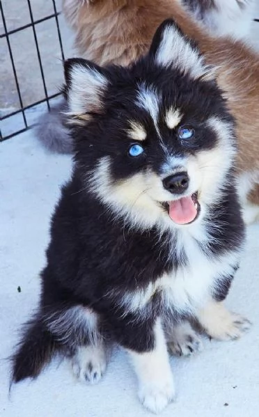 Cucciolo di Pomsky disponibile per ladozione