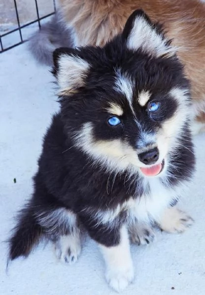 Cucciolo di Pomsky disponibile per ladozione | Foto 1