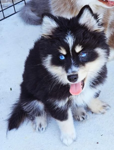 Cucciolo di Pomsky disponibile per ladozione | Foto 0