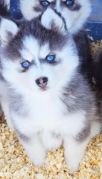 Cucciolo di Pomsky disponibile per ladozione | Foto 1