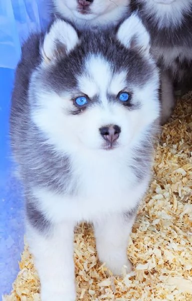 Cucciolo di Pomsky disponibile per ladozione