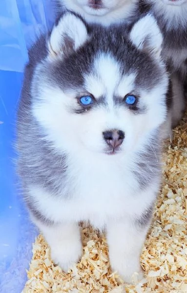 Cucciolo di Pomsky disponibile per ladozione | Foto 0