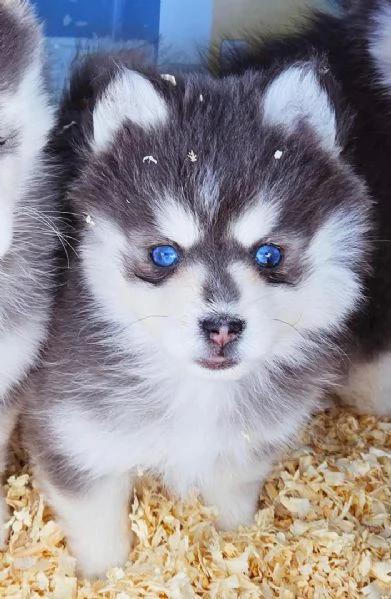 Cucciolo di Pomsky disponibile per ladozione | Foto 1