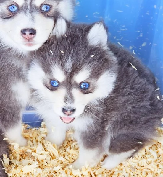 Cucciolo di Pomsky disponibile per ladozione