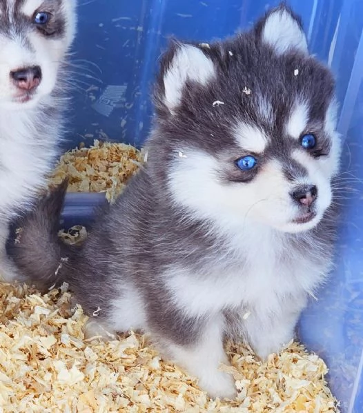 Cucciolo di Pomsky disponibile per ladozione | Foto 0