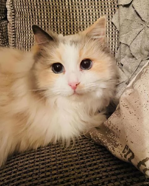 disponibile gattino Ragdoll per adozione