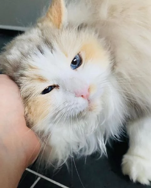 disponibile gattino Ragdoll per adozione | Foto 0
