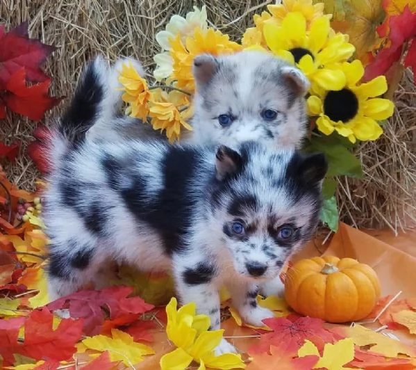 Cucciolo di Pomsky disponibile per ladozione