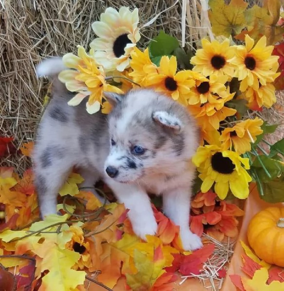 Cucciolo di Pomsky disponibile per ladozione | Foto 3