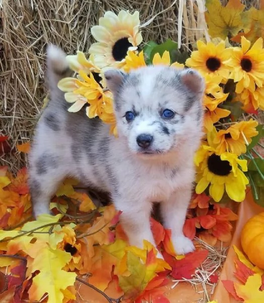 Cucciolo di Pomsky disponibile per ladozione | Foto 2